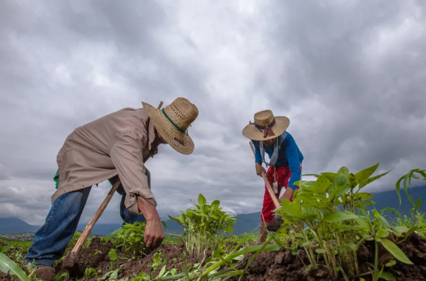  Los problemas de los productores agropecuarios en México